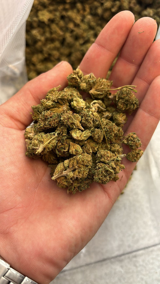 The CBD Star - Matanuska Small Buds